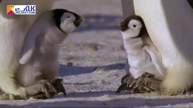 کلیپی جالب از گذران روزگار بچه پنگوین ها و تلاش برای حفظ بقای خود