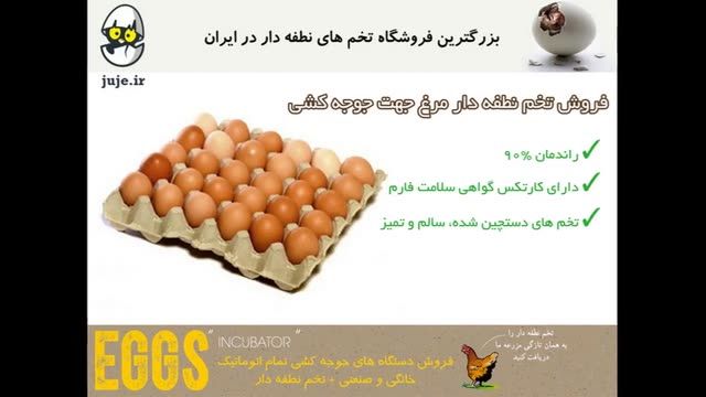 بهترین تخم نطفه مرغ در ایران