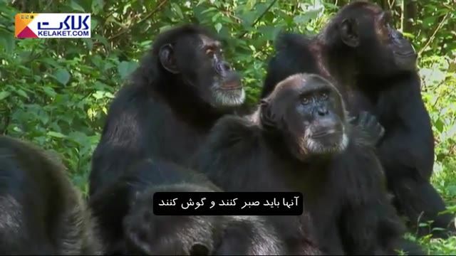 تاحالاشامپانزه خواری ؛شامپانزه ها رادیدین؟شامپانزه ها به هم نوعشان هم رحم نمیکنن