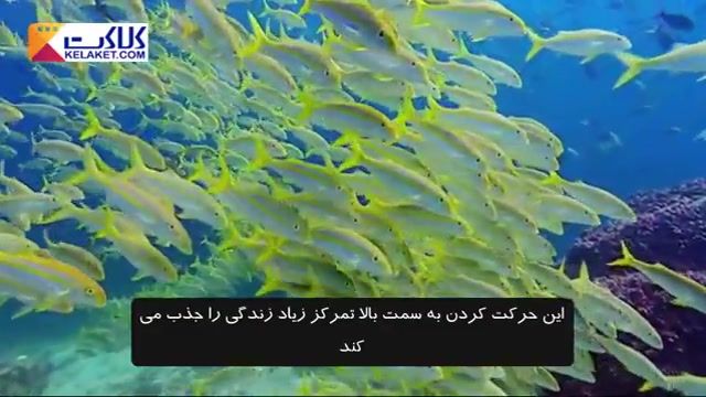 کلیپی از زندگی ماهی ها در کنار هم در زیر آب