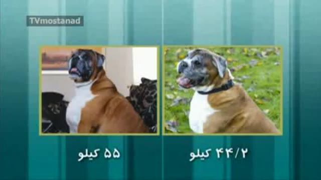 ‫دانلود مستند قسمت 5 از مجموعه حیوانات چاق با دوبله فارسی‬‎