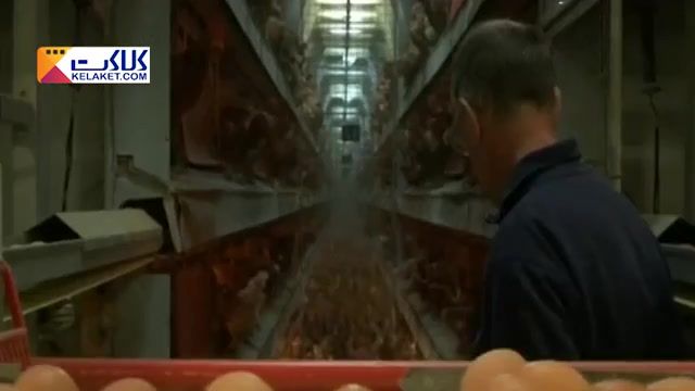 تخم مرغ آلوده به باقی مانده حشره کش در کشور انگلستان توزیع و مصرف شد. 