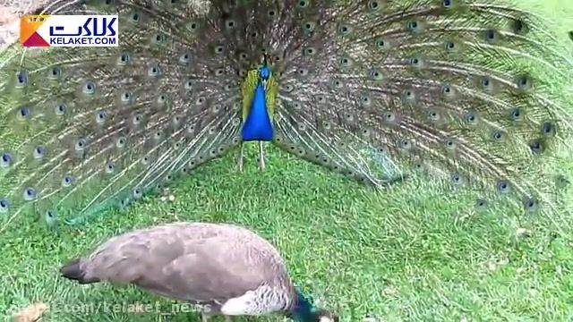 طاووس زیبا هنرنمایی می کند 