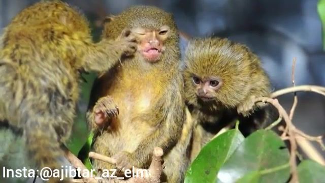 مارماست کوچکترین میمون بند انگشتی جهان