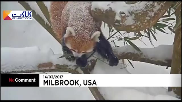 پانداهای قرمزی باغ وحش “میلبروک” درحال برف بازی و لذت بردن از برف!!