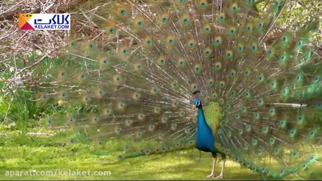 صحنه ای خارق العاده از زیبایی های خلقت و حیات وحش (لحظه زیبابازشدن پرهای طاووس )