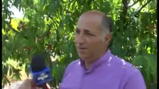 Iran Peach harvest, Sari county برداشت هلو شهرستان ساری ایران