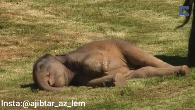 خواب بچه فیلی که مادرش را نگران کرده!