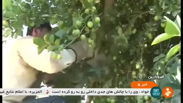 Iran Green Sour Lemon harvest, Qir & Karzin county برداشت لیموترش شهرستان قیر و کارزین ایران