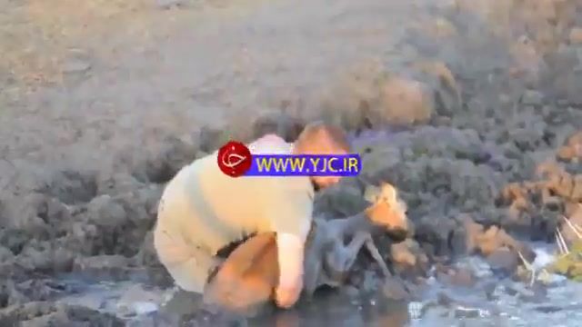 نجات یک آهو از مرگ در باتلاق توسط یک گردشگر