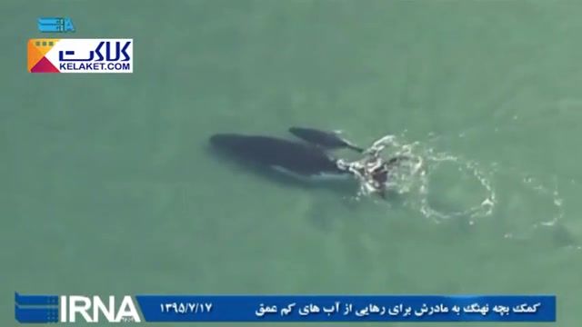 عشق فرزند به مادر !!بچه نهنگی که به مادرش کمک کرد تااز آبهای کم عمق نجات پیداکند
