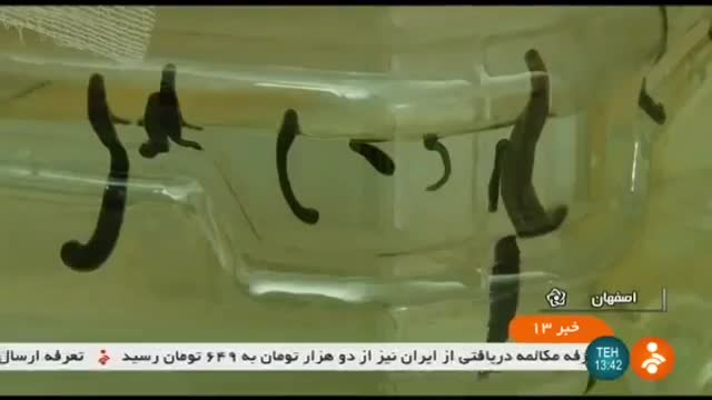 Iran Leeches farming, Isfahan province پرورش زالو استان اصفهان ایران