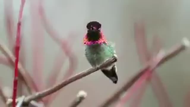 عجیب ترین پرنده در فارس