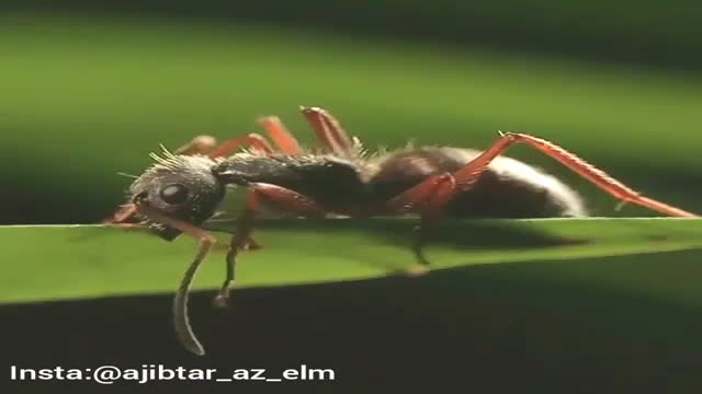 قارچهایی که با کنترل مغز و رفتار مورچه ها آن ها را سوی مرگ می کشانند