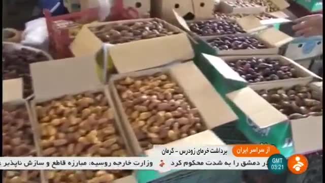 Iran Date harvest, Jiroft county برداشت خرما شهرستان جیرفت ایران