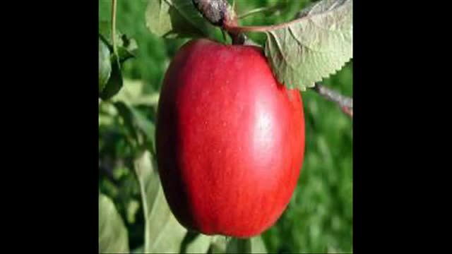 نهال سیب در تهران 09121270623 - خرید نهال - فروش نهال - قیمت نهال