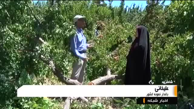 Iran Apricot harvest, Mojen city, Shahroud county برداشت زردآلو مجن شهرستان شاهرود ایران