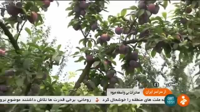 Iran Fruit exporting report, Golestan province گزارشی از صادرات میوه استان گلستان ایران
