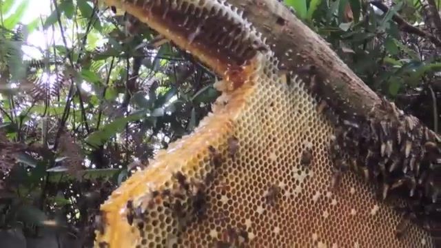 عسل جنگلی چیست؟