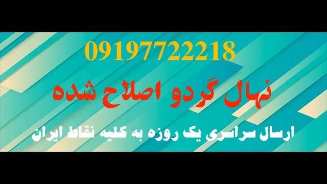 خرید درخت گردوی چندلر ژنوتیپ  / 02166460743