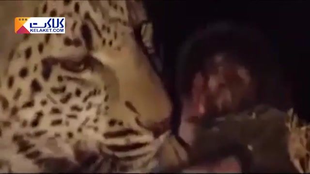 واکنش  جالب یوزپلنگ برابر بچه میمون بعد از شکار مادرش