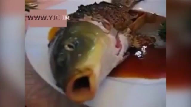 سرخ کردن و خوردن ماهی زنده توسط چینی‌ها! + فیلم 18+