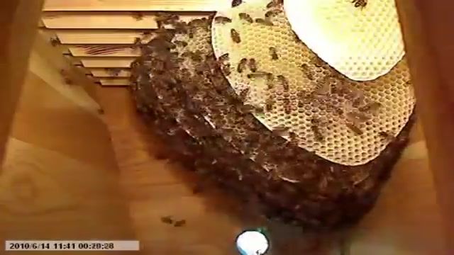 تایم لپس دیدنی از ساخته شدن موم توسط زنبور عسل