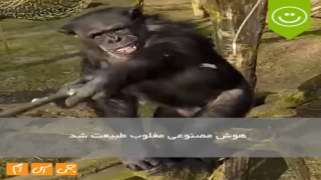 شامپانزه ای که به دنبال سلفی گرفتن از خودش بود!