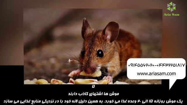موش چه چیزی می خورد؟