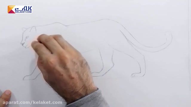 آموزش نقاشی با مداد سیاه: کشیدن پلنگ 