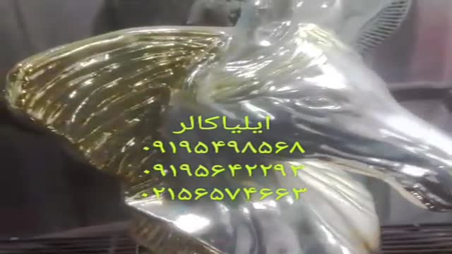 دستگاه آبکاری پاششی 09195642293 ایلیاکالر