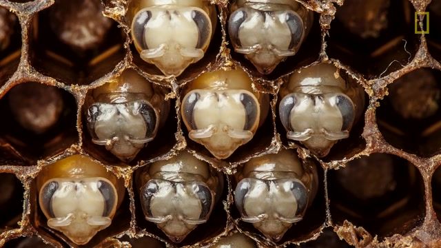 تایم لپس شگفت انگیز از تخم گذاری ملکه زنبور عسل و تبدیل شدن لارو به زنبور عسل