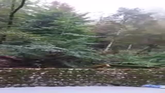 قطع درختان جاده کلاردشت توسط افراد ناشناس
