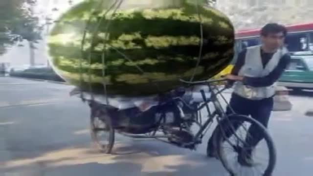 خلاف قاعده بزرگترین هندوانه در جهان