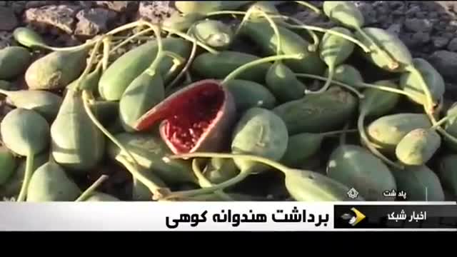 Iran Wild gourd Herbal plant harvest, Poldasht county برداشت هندوانه کوهی شهرستان پلدشت ایران