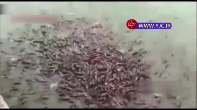 حمله دسته جمعی ماهی های گوشت خوار برای غذا