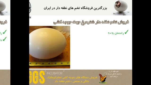 تخم نطفه دار شترمرغ - صد در صد نطفه دار و با کیفیت 