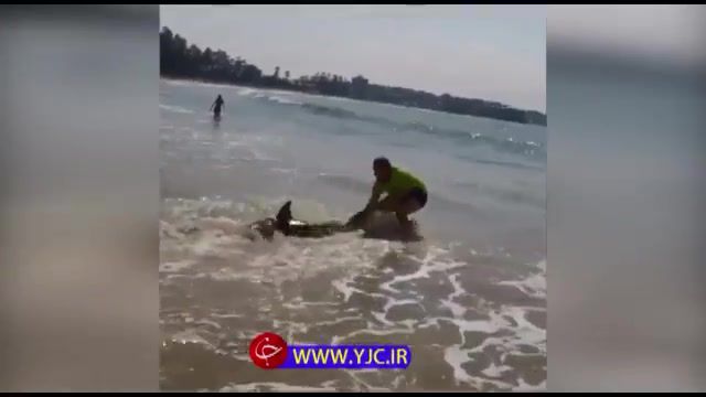نجات کوسه گیر کرده در ساحل توسط مردی با دستان خالی!