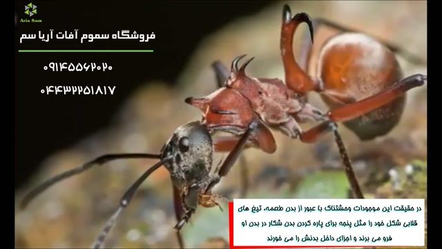 خطرناک ترین مورچه های دنیا را بشناسید