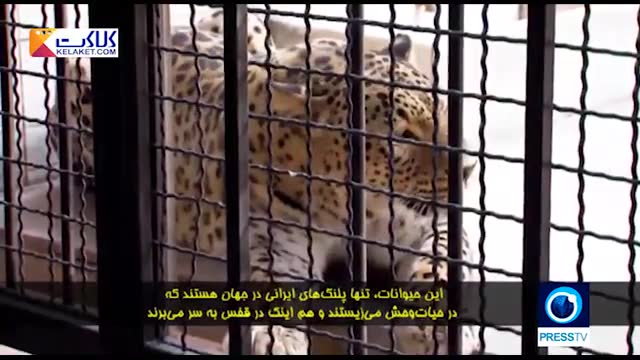 تلاش دامپزشکان در تهران برای نجات پلنگ ایرانی از خطر انقراض و حفظ بقای آن