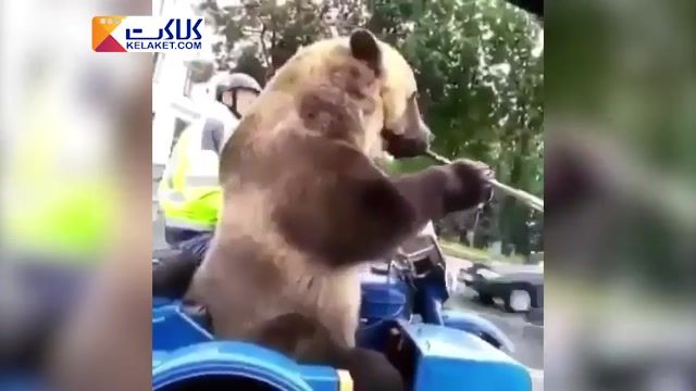 تفریح خرس قهوه ای با موتور سیکلت در روسیه