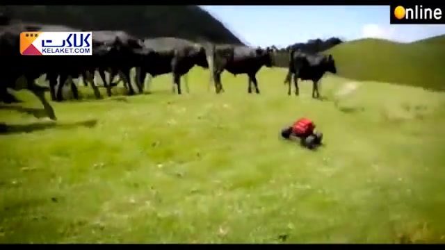 رفتار جالب گاوها در مواجه با ماشین کنترلی 