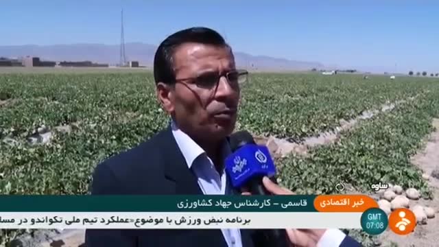 Iran Harisan village, Saveh county, Honeydew harvest برداشت طالبی روستای هریسان ایران