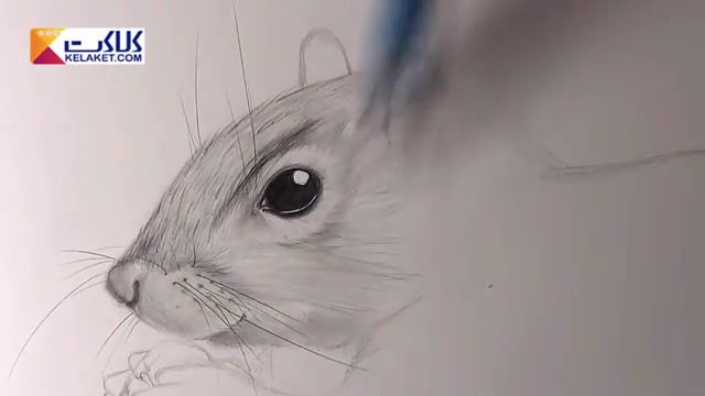 آموزش نقاشی با مداد نوکی؛ کشیدن سنجاب 