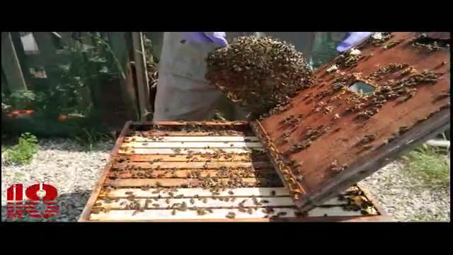  آموزش پرورش زنبور عسل
