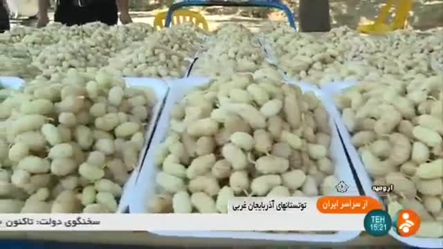 Iran White mulberry picking, Urmia county برداشت توت سفید شهرستان اورمیه ایران