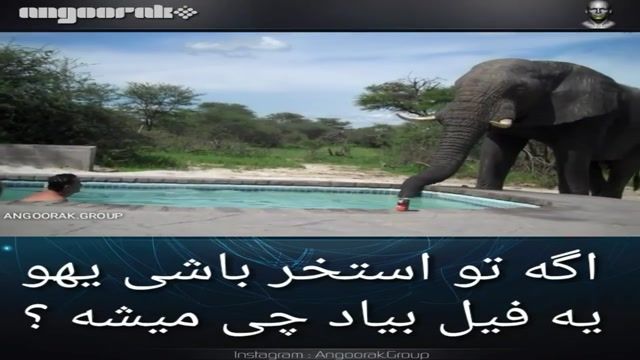 حضور ناگهانی فیل در استخری در فضای باز