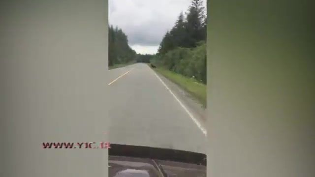 حمله یک خرس گریزلی در آلاسکا به یک خودرو