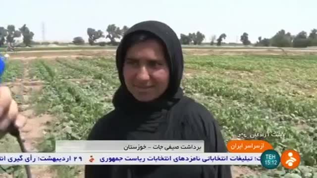 Iran Harvesting Cucumber & Okra, Khuzestan province برداشت خیار و بامیه استان خوزستان ایران