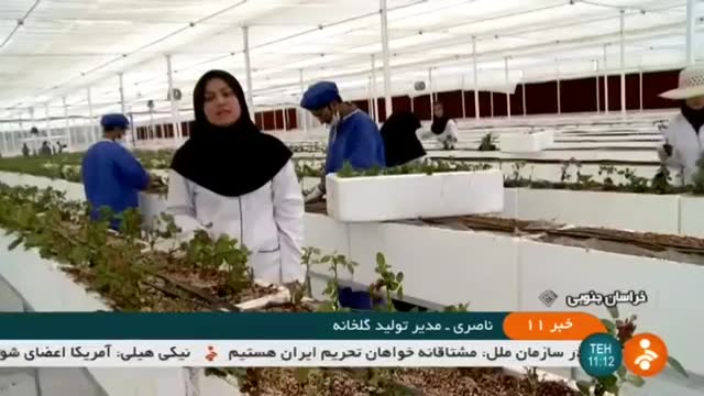 Iran Ten type of Rose flowers greenhouse, Birjand county گلخانه گل رز بیرجند ایران